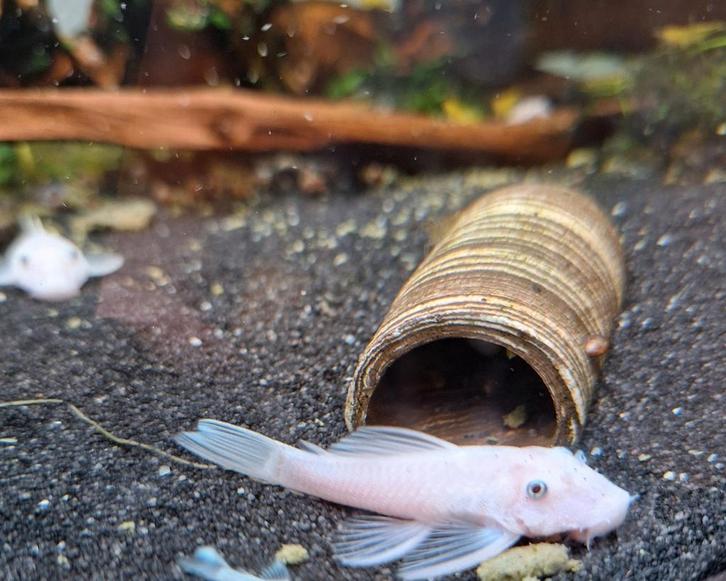 Snowwhite ancistrus, Dieren en Toebehoren, Vissen | Aquariumvissen