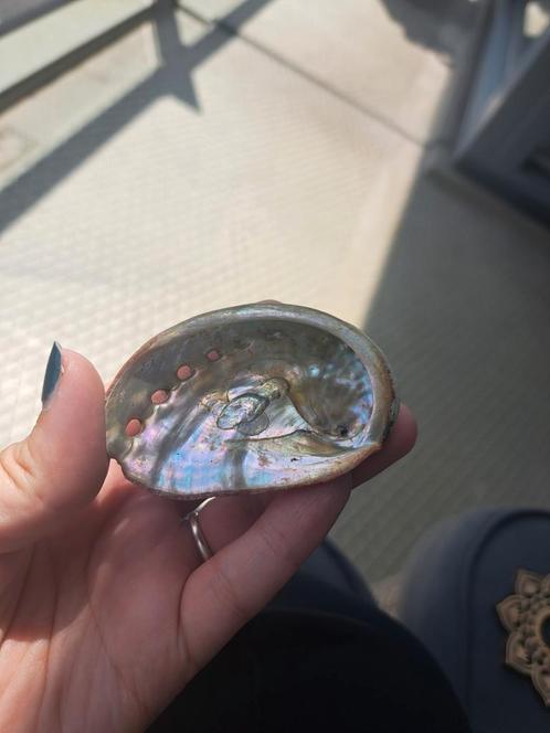 Abalone schelpje, Verzamelen, Mineralen en Fossielen, Mineraal, Ophalen of Verzenden