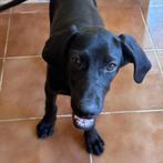 ACE: Dash is heel sociaal, houdt van mensen, Particulier, Rabiës (hondsdolheid), 15 weken tot 1 jaar, Reu