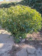 4 grote Portugese laurier in pot doorsnede 1.20 m, Ophalen, Laurier, Struik, 100 tot 250 cm