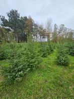 Kerstbomen te koop!, Tuin en Terras, Planten | Bomen, Bloeit niet, Overige soorten, 100 tot 250 cm, Ophalen