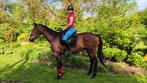 Braaf volbloed paard, 6 jaar oud., Ruin, 3 tot 6 jaar, Met stamboom, B
