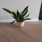 Kamer plant plus pot, Huis en Inrichting, Ophalen, Overige soorten, Minder dan 100 cm