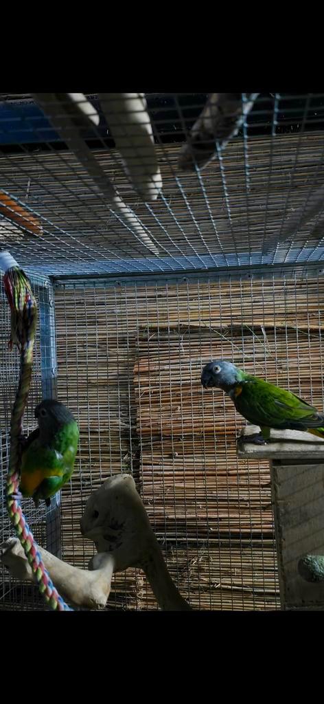 KOPPEL BONTE BOEREN., Dieren en Toebehoren, Vogels | Parkieten en Papegaaien, Papegaai, Meerdere dieren, Geringd