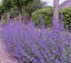 Nepeta Faasenii | Kattenkruid | P9, Tuin en Terras, Overige soorten, Vaste plant, Ophalen of Verzenden, Halfschaduw