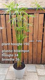 parapluplant met pott, Ophalen, Overige soorten, Volle zon