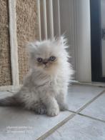 Perzische colour point poesje, Dieren en Toebehoren, Katten en Kittens | Raskatten | Langhaar, Poes, Gechipt, 0 tot 2 jaar