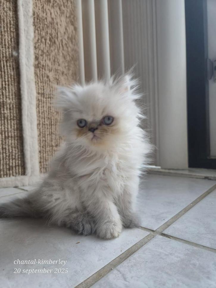 Perzische colour point poesje, Dieren en Toebehoren, Katten en Kittens | Raskatten | Langhaar, Poes, 0 tot 2 jaar, Gechipt, Ontwormd
