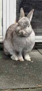 Chinchilla Kleurdwerg - voedster, Dieren en Toebehoren, Vrouwelijk, Dwerg
