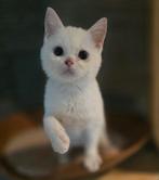 Siberische britskorthaar kruising blauwe ogen, Dieren en Toebehoren, Poes