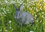 Klein chinchilla, Dieren en Toebehoren, Konijnen, Meerdere dieren, Dwerg