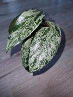 Hoya pubicalyx (super)splash, Ophalen of Verzenden, Halfschaduw, Minder dan 100 cm