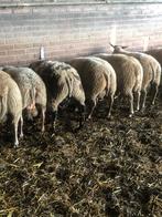 Rouge x Texelaar rammen dekram, Dieren en Toebehoren, Schapen, Geiten en Varkens, Mannelijk, Schaap