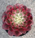Aeonium Qingy, Vetplant, Ophalen of Verzenden, Minder dan 100 cm, Volle zon