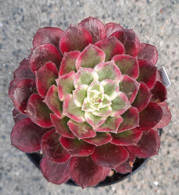 Aeonium Qingy beschikbaar voor biedingen