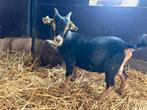 Dwergbokje te koop CL en CAE vrij, Dieren en Toebehoren, Schapen, Geiten en Varkens, Mannelijk, Geit