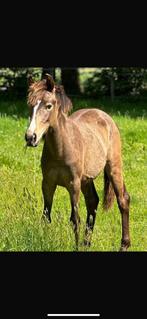 Mega bewegende NRPS 2,5j merrie v Geronimo Taonga, Dieren en Toebehoren, Pony's, Merrie, 3 tot 6 jaar
