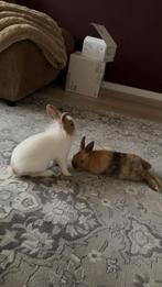 2 dwergkonijnen (voedsters), Vrouwelijk, Dwerg