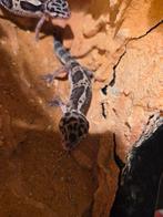 4 mooie jonge luipaard gekkos, Dieren en Toebehoren, Reptielen en Amfibieën, 0 tot 2 jaar