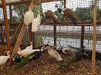 Pauwen | Volwassen hanen | Meerdere soorten beschikbaar!, Dieren en Toebehoren, Pluimvee, Mannelijk, Overige soorten
