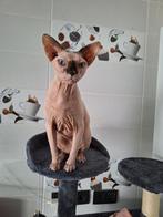 Sphynx vrouwelijk, Poes, Met stamboom