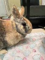 Dwergkonijn voester, Vrouwelijk, Dwerg, 0 tot 2 jaar