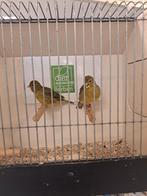3 koppels fives fancy kanaries, Dieren en Toebehoren, Vogels | Kanaries, Meerdere dieren, Kleurkanarie