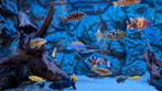Verschillende Malawi vissen te koop, heel visbestand, Dieren en Toebehoren, Vissen | Aquariumvissen, Vis