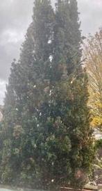 Taxus 250cm, Ophalen, Taxus, Struik, 250 cm of meer