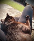 Kattenoppas aangeboden, Dieren en Toebehoren, Ophalen, Nieuw