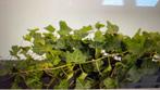 Hedera 30/40cm €1,75 !, Ophalen, Bloeit niet, Klimplanten, Halfschaduw