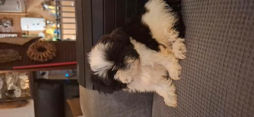 2 boomer reutjes, Dieren en Toebehoren, Honden | Chihuahua's en Gezelschapshonden, Reu, Overige rassen, Particulier, Meerdere
