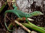 VARANUS PRASINUS MÂLE SORONG, Dieren en Toebehoren, Hagedis, 3 tot 6 jaar