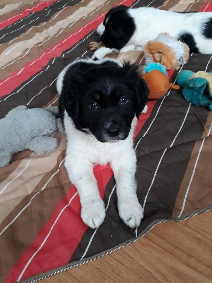 Friese Stabij pups: reutje en teefje, Dieren en Toebehoren, Honden | Niet-rashonden, Middel, Meerdere dieren, Fokker | Hobbymatig