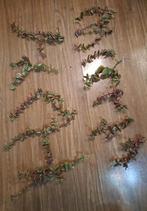 🪴Calico Kitten Vetplant🪴Partij Grote Stekken €4 Ophalen, Volle zon, Vaste plant, Zomer, Ophalen