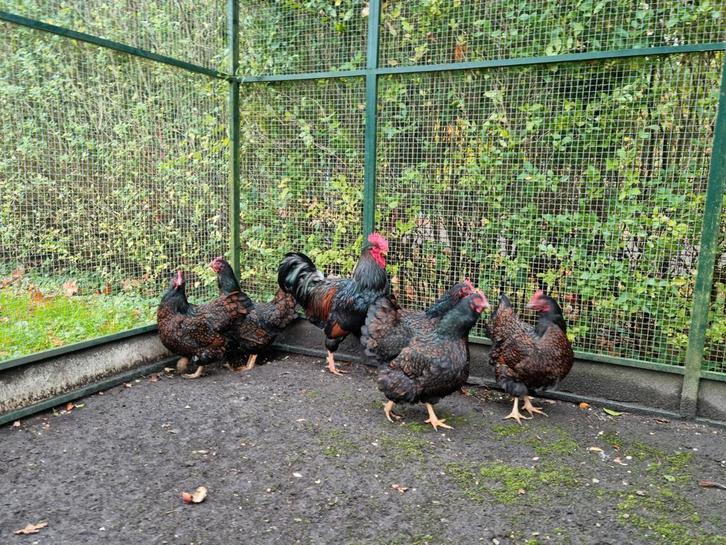 Fantastische groep 1-5 Barnevelders GROOT Dubbel gezoomd !, Dieren en Toebehoren, Pluimvee, Kip, Meerdere dieren