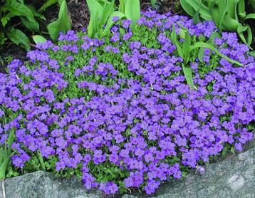 aubrieta Blauwvkussen bloemzaden beschikbaar voor biedingen