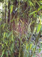 Bamboe planten diverse soorten te koop!, Ophalen, Bloeit niet, Overige soorten, Halfschaduw