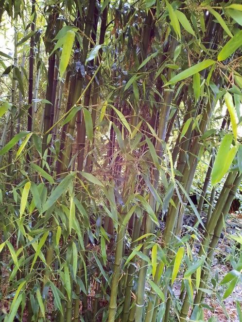 Bamboe planten diverse soorten te koop!, Tuin en Terras, Planten | Tuinplanten, Overige soorten, Halfschaduw, Bloeit niet, Ophalen