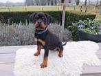 Vrolijke Rottweiler pup beschikbaar, Dieren en Toebehoren, CDV (hondenziekte), 8 tot 15 weken, Teef, Eén hond