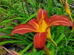 Daglelie Hemerocallis fulva Oranje Bruin, Tuin en Terras, Planten | Tuinplanten, Volle zon, Vaste plant, Zomer, Ophalen