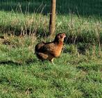Leuk duo grote kippen, Dieren en Toebehoren, Vrouwelijk, Kip