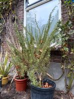 Grote rozemarijn struik, winterhard,wintergroene tuinkruiden, Overige soorten, 100 tot 250 cm, Zomer, Ophalen