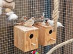 4 gezonde koppels zebravinken + jongen, Dieren en Toebehoren, Vogels | Overige Vogels, Meerdere dieren, Geringd