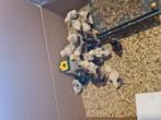 Franse Faverolles haantjes, Dieren en Toebehoren, Pluimvee, Mannelijk, Kip