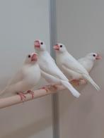 Rijstvogels wit, Dieren en Toebehoren, Vogels | Overige Vogels, Meerdere dieren, Tropenvogel, Geringd