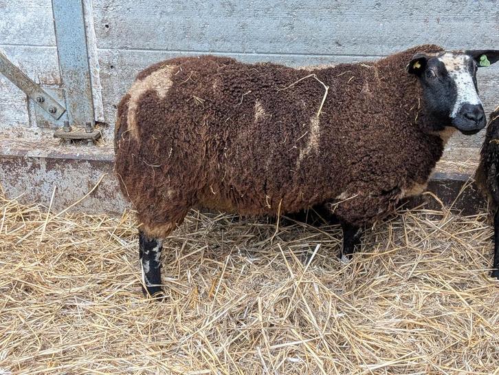 Drachtige bonte schapen, Dieren en Toebehoren, Schapen, Geiten en Varkens, Schaap, Vrouwelijk