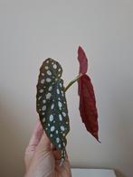 Stippen begonia stek, Ophalen of Verzenden, Overige soorten, Minder dan 100 cm