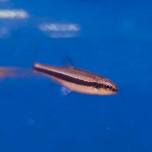 Notropis lutipinnis, Dieren en Toebehoren, Vissen | Aquariumvissen, Vis