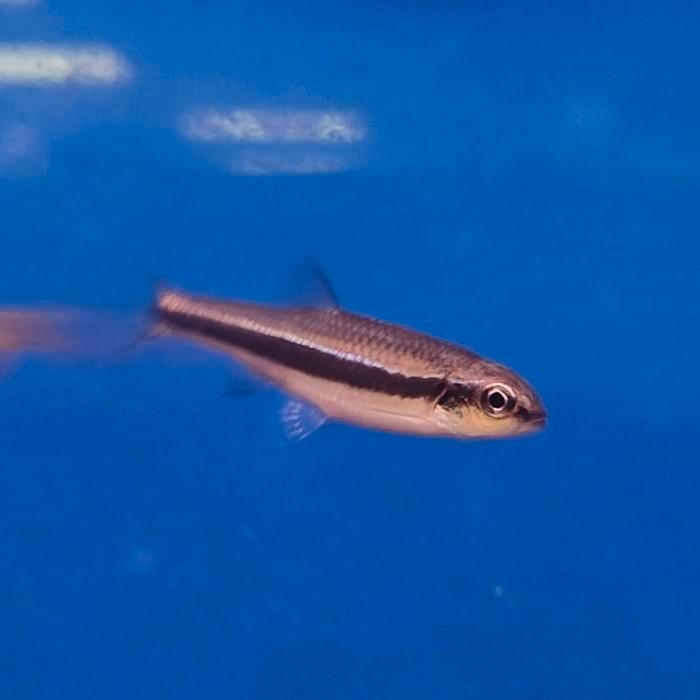 Notropis lutipinnis, Dieren en Toebehoren, Vissen | Aquariumvissen, Vis